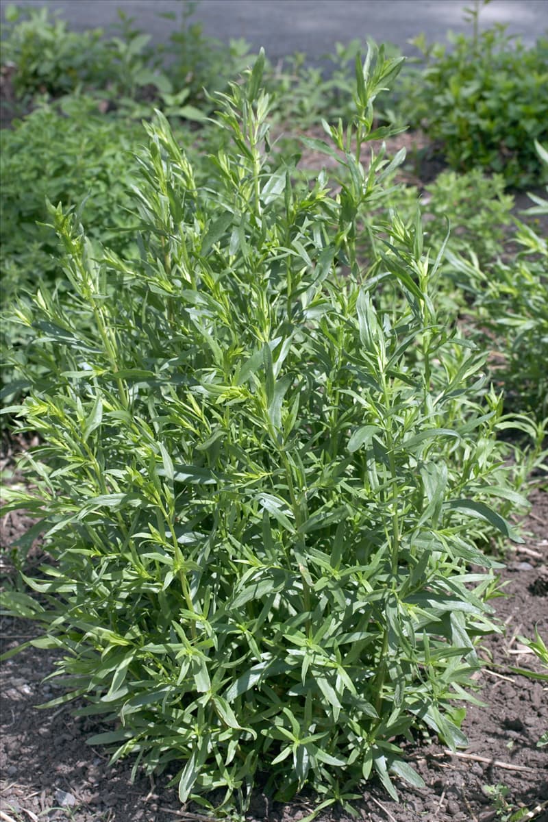 Artemisia dracunculus Sativa