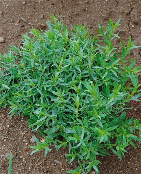 ARTEMISIA DRACUNCULUS