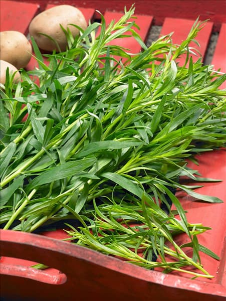 Artemisia dracunculus