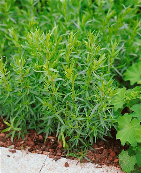 ARTEMISIA DRACUNCULUS
