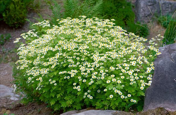 Anthemis tinctoria