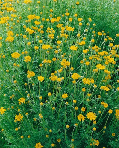 ANTHEMIS tinctoria