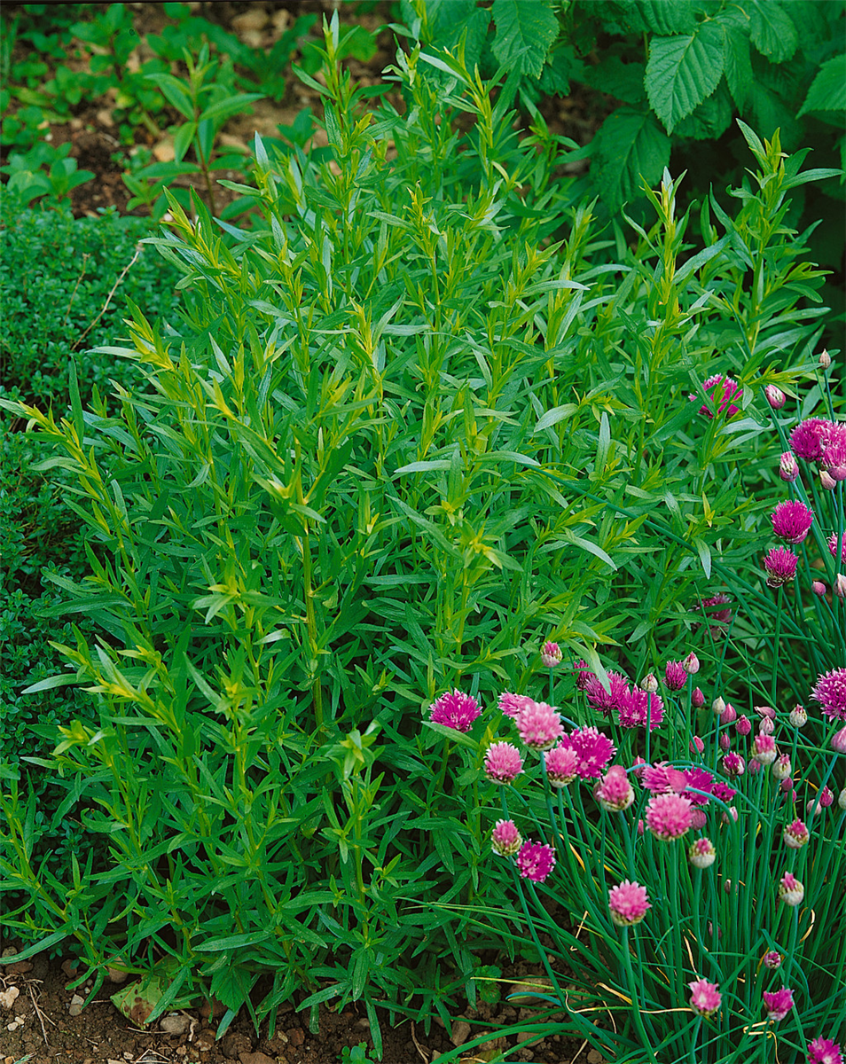 ARTEMISIA DRACUNCULUS FRANCAIS