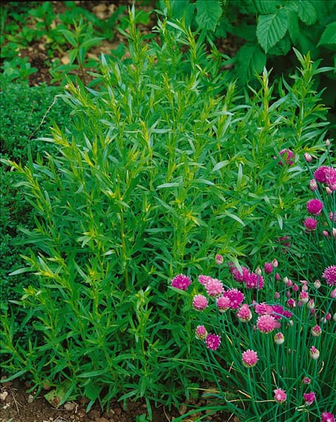 Artemisia dracunculus 'Pfefferkorn'