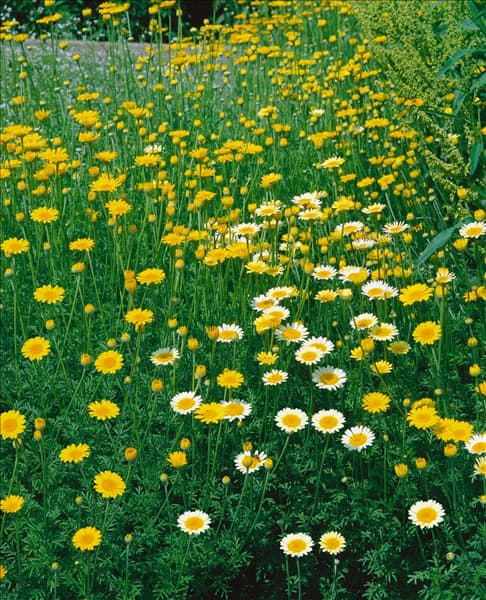 ANTHEMIS tinctoria