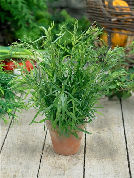 Artemisia dracunculus Russischer Estragon