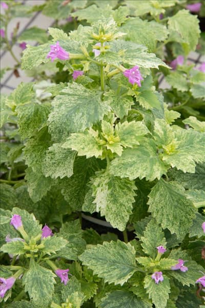 Calamintha grandiflora Variegata
