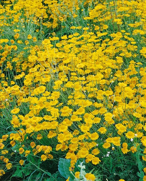 ANTHEMIS TINCTORIA