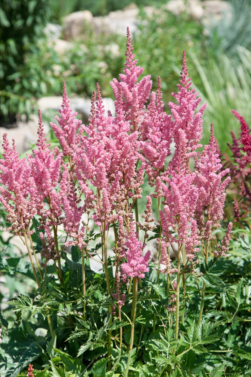 Astilbe x arendsii Cattleya