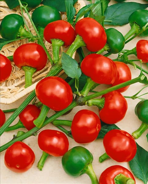 Capsicum annuum Orias Cherry