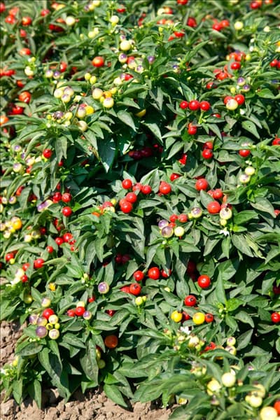 Capsicum annuum Holiday Cheer