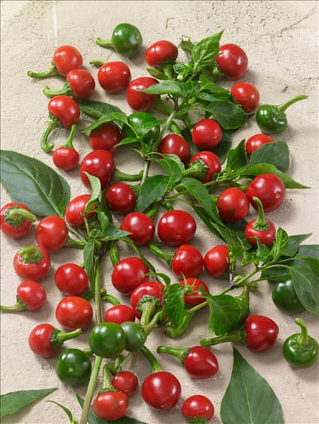 Capsicum annuum Koral 64520