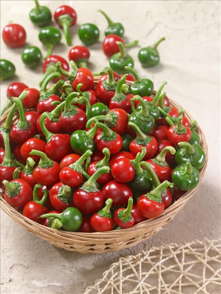 Capsicum annuum Koral 64520