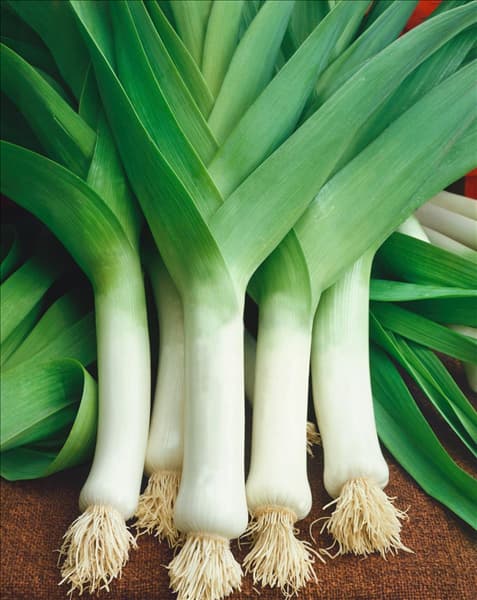 Porree / Allium porrum var. porrum