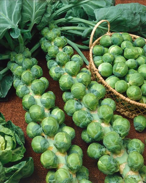 Sprossenkohl / Brassica oleracea var. gemmifera Fillbasket