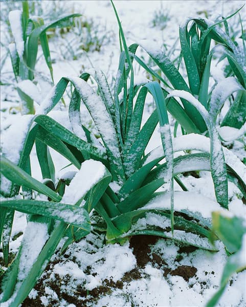 Allium porrum var. porrum im Schnee