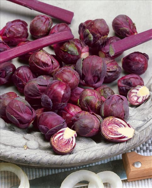 Sprossenkohl / Brassica oleracea var. gemmifera Falstaff