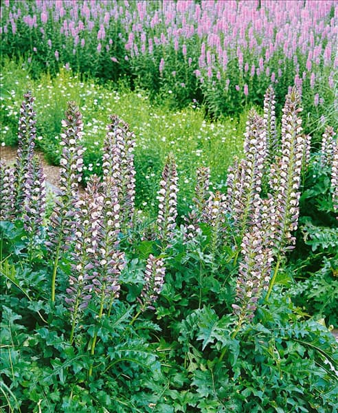 Acanthus mollis