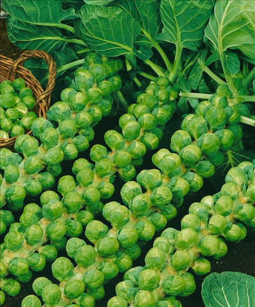 Sprossenkohl / Brassica oleracea var. gemmifera Oliver