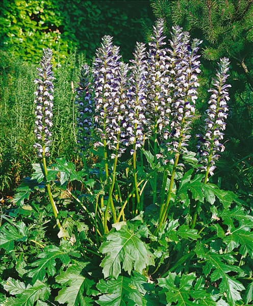 ACANTHUS MOLLIS