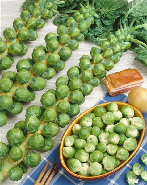 Sprossenkohl / Brassica oleracea var. gemmifera F1