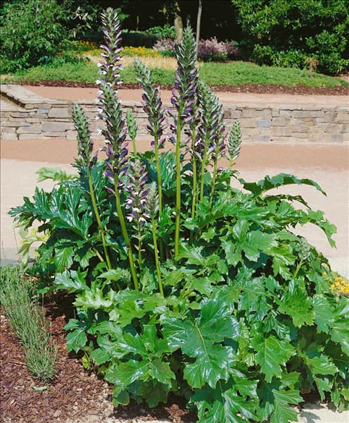 Acanthus mollis