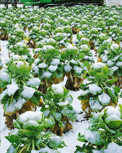 Sprossenkohl / Brassica oleracea var. gemmifera im Schnee