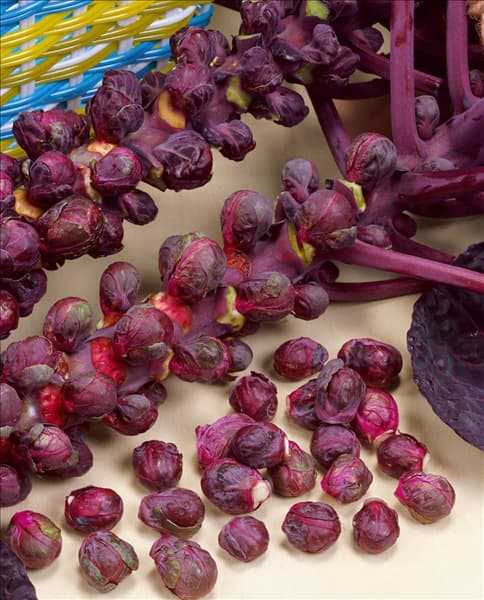 Sprossenkohl / Brassica oleracea var. gemmifera Falstaff