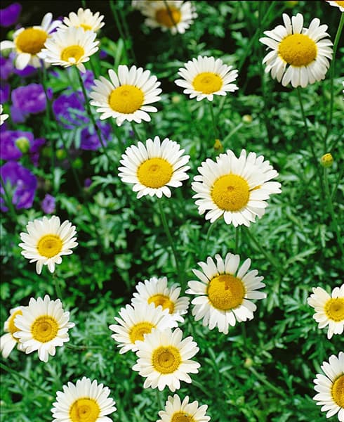 ANTHEMIS tinctoria Sauce Hollandaise