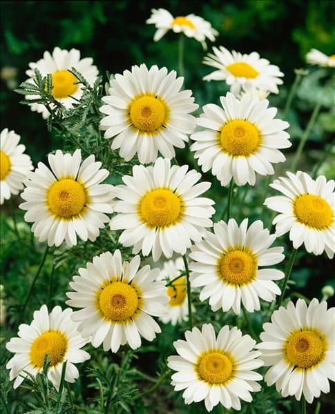 Anthemis tinctoria Sauce Hollandaise