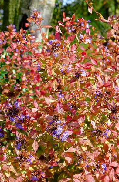 Ceratostigma plumbaginoides