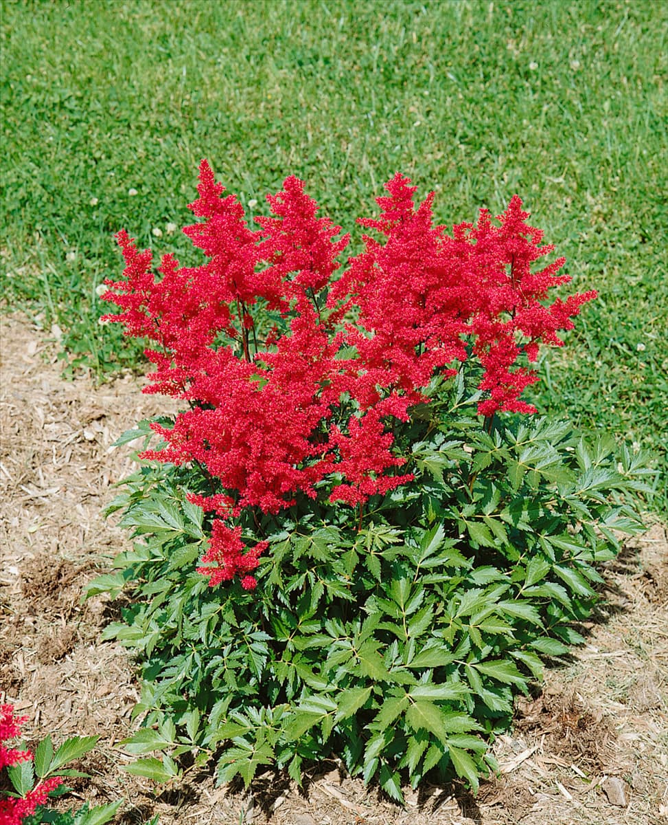 ASTILBE JAPONICA MONTGOMERY