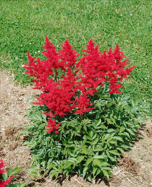 ASTILBE JAPONICA MONTGOMERY