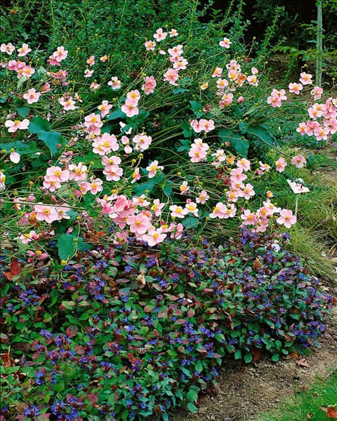 Ceratostigma plumbaginoides