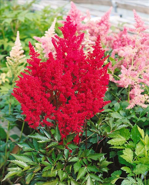 ASTILBE JAPONICA SPARTAN / MONTGOMERY