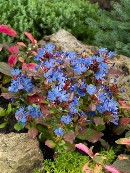 Ceratostigma plumbaginoides Autumn Blue (R)