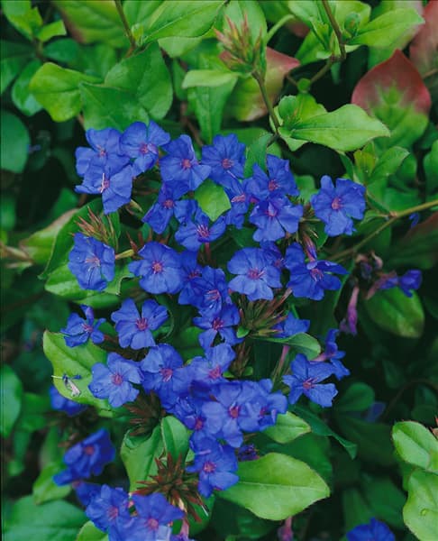 Ceratostigma plumbaginoides
