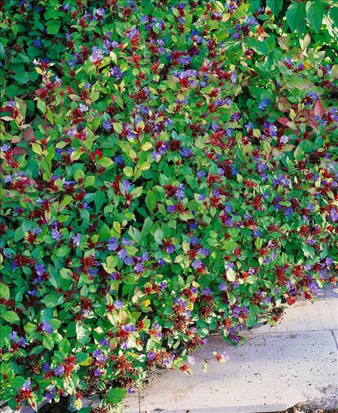 Ceratostigma plumbaginoides