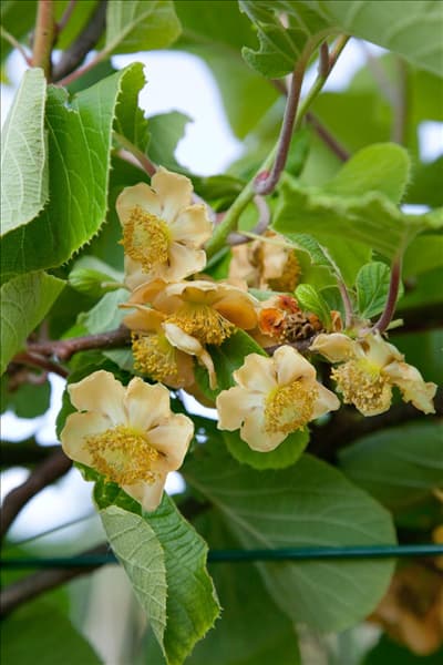 Actinidia deliciosa Hayward