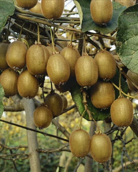 Actinidia deliciosa Hayward