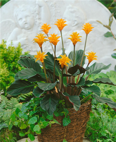 Calathea crocata