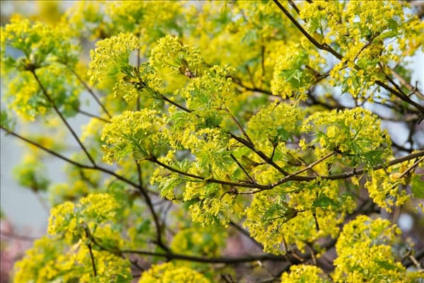 Acer campestre