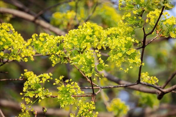 Acer campestre