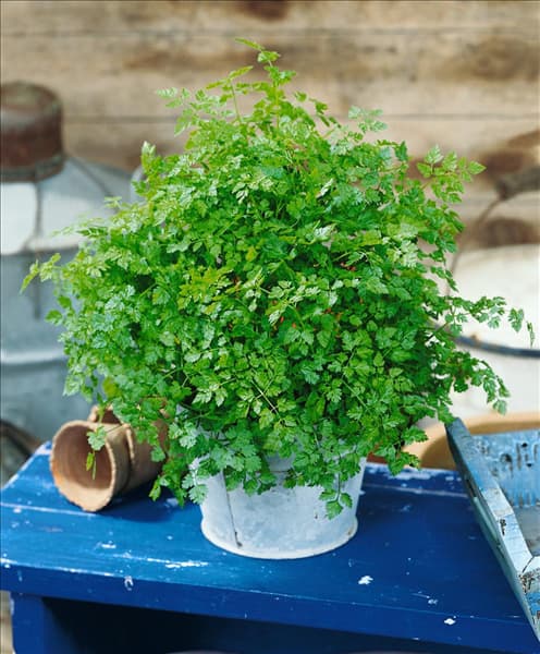 Anthriscus cerefolium ssp. cerefolium Frise