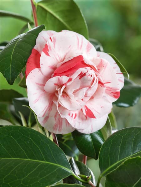 Camellia japonica Chameleon