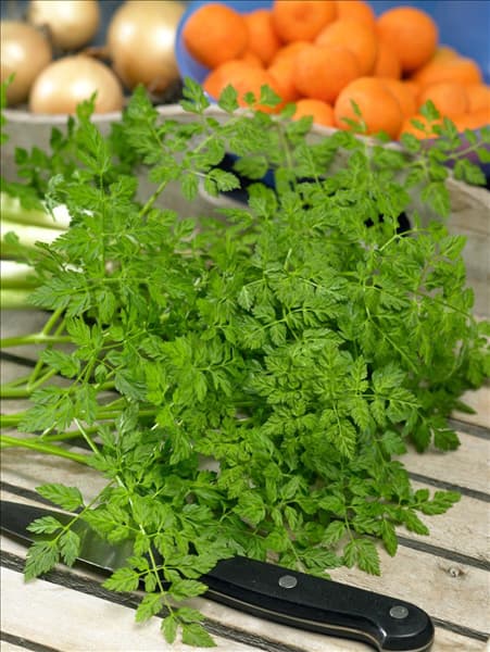 Anthriscus cerefolium var. cerefolium