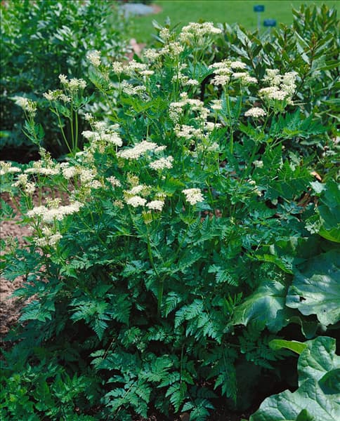 Anthriscus cerefolium ssp. cerefolium