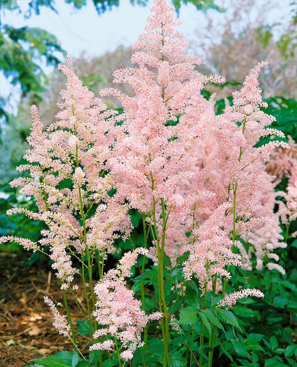 Astilbe x arendsii rose