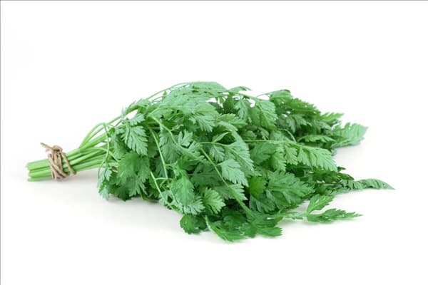 Anthriscus cerefolium