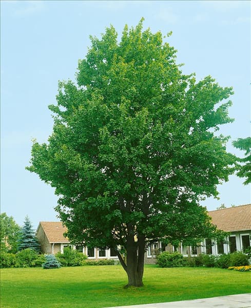 ACER CAMPESTRE